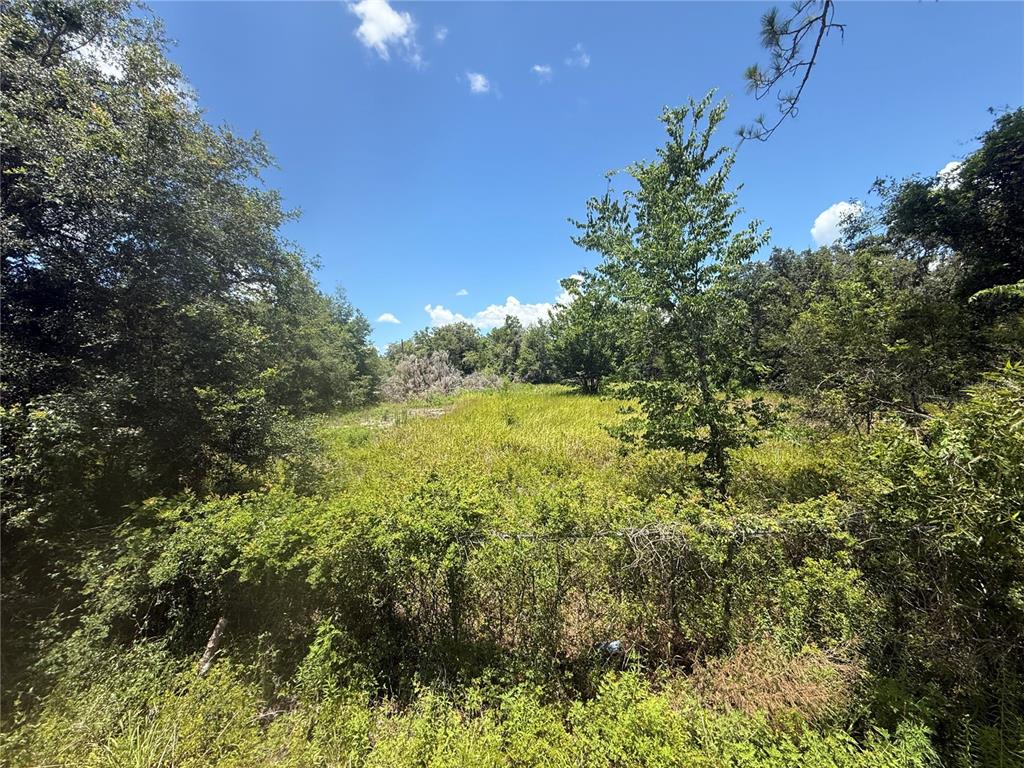 0 Goolsby Street Webster, FL 33597 - Photo 4 of 13 a view of a yard with plants and large trees
