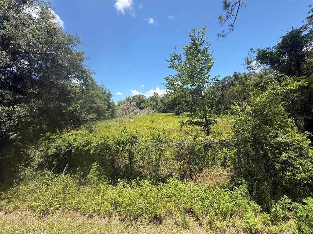 0 Goolsby Street Webster, FL 33597 - Photo 5 of 13 a view of a garden with plants and large trees