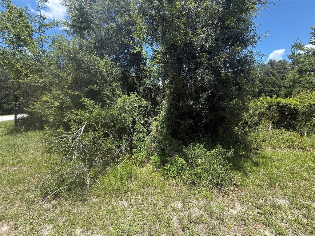 0 Goolsby Street Webster, FL 33597 - Photo 6 of 13 a view of outdoor space and trees