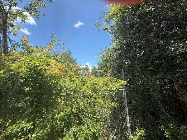a view of a tree with a tree