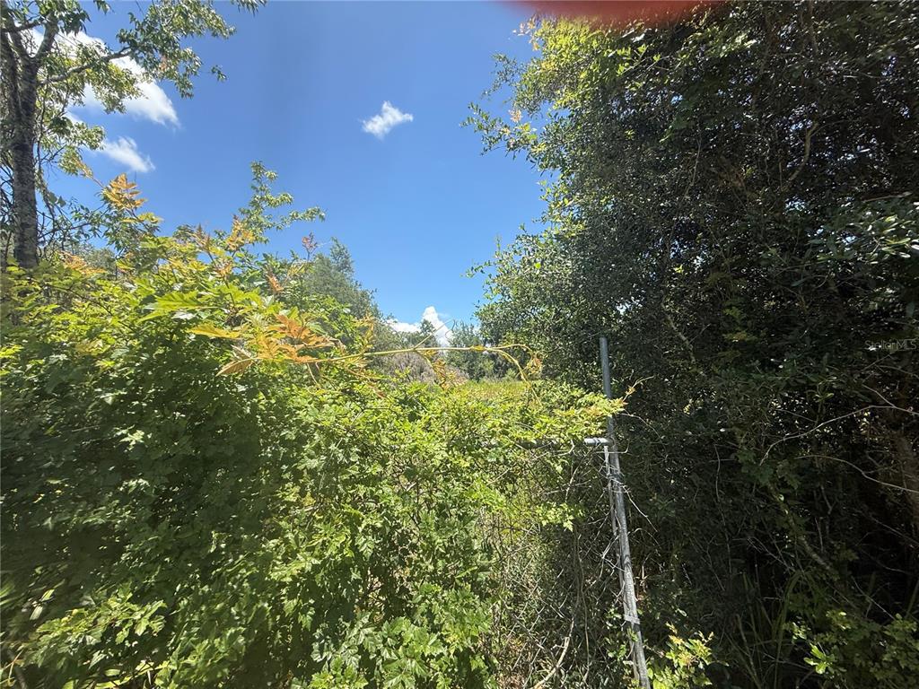 0 Goolsby Street Webster, FL 33597 - Photo 7 of 13 a view of a tree with a tree