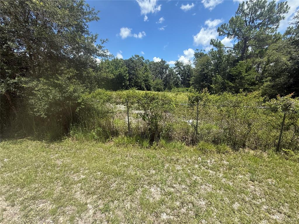 0 Goolsby Street Webster, FL 33597 - Photo 9 of 13 a view of a garden with a tree