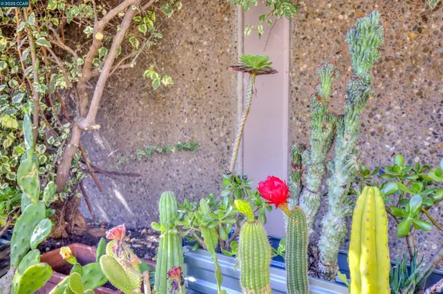 a street view with flowers and flowers