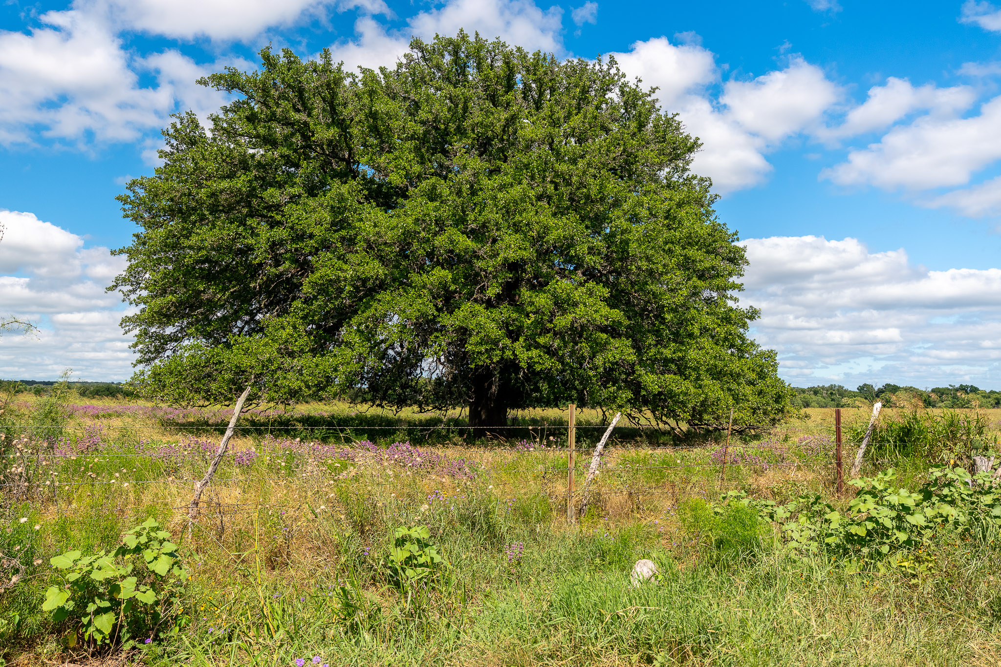 8044 580th Street East Kempner, TX 76539 - Photo 11 of 40 Mature trees and vibrant green fields frame a serene rural landscape, offering peaceful outdoor living.