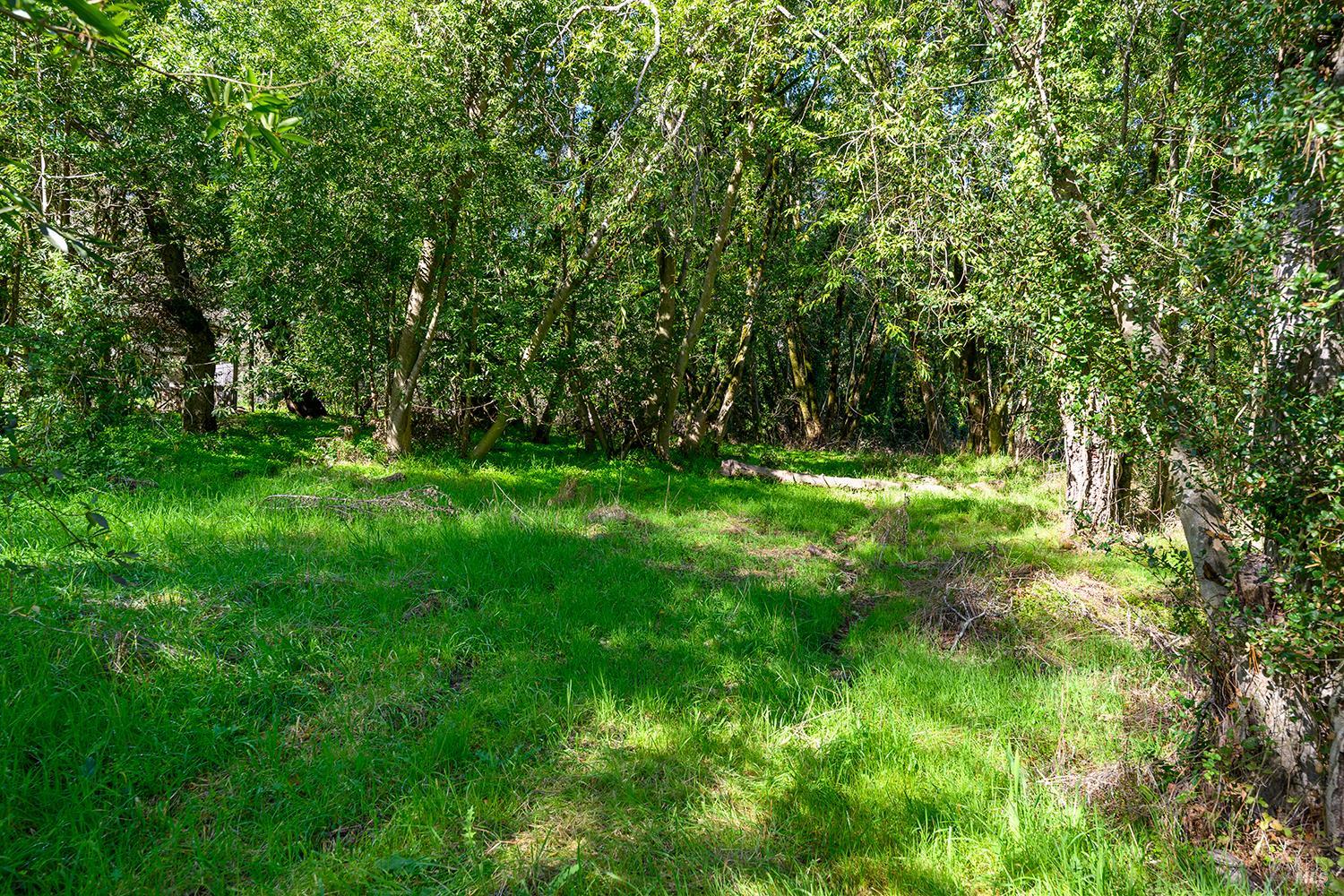 1120 West Sexton Road Sebastopol, CA 95472 - Photo 13 of 15 a big yard with lots of green space and deers