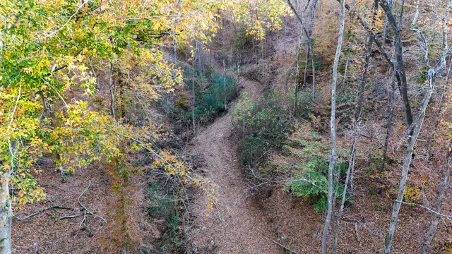 a view of a forest with trees