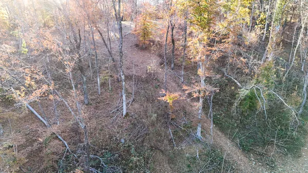 a view of a forest with lots of trees