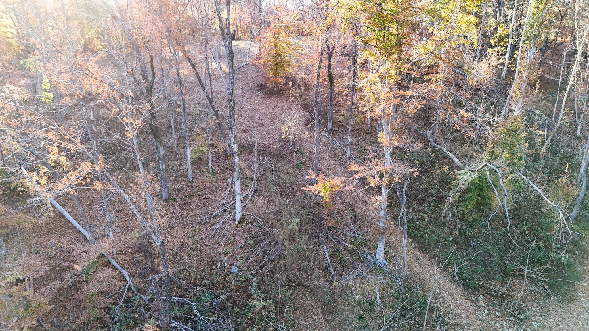 0 Chestnut Grove Road Pulaski, TN 38478 - Photo 17 of 37 a view of a forest with lots of trees
