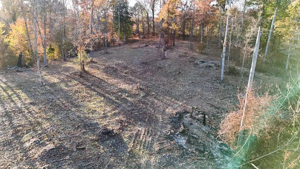a view of a forest with trees in the background
