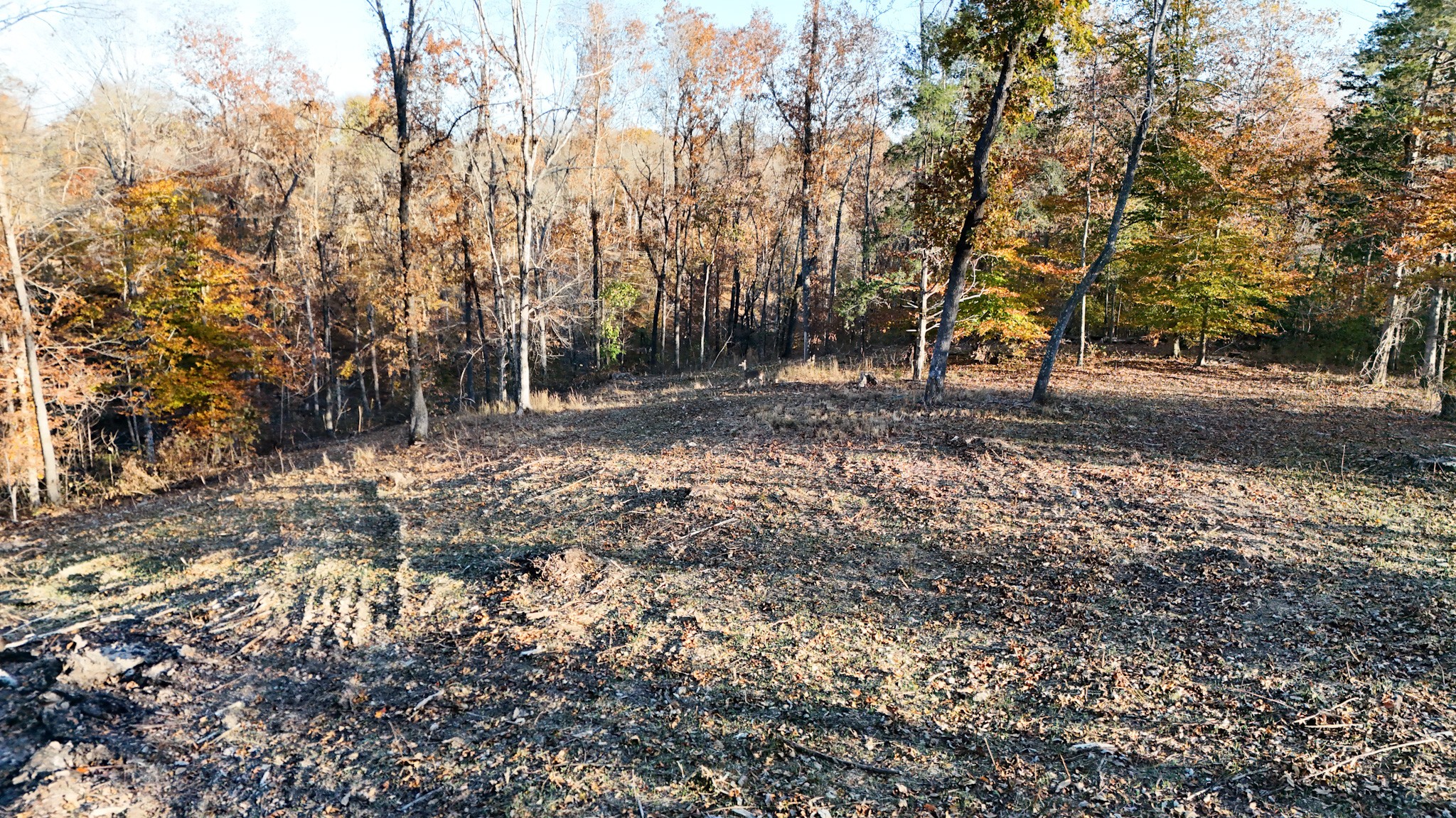 0 Chestnut Grove Road Pulaski, TN 38478 - Photo 23 of 37 a view of a forest with trees