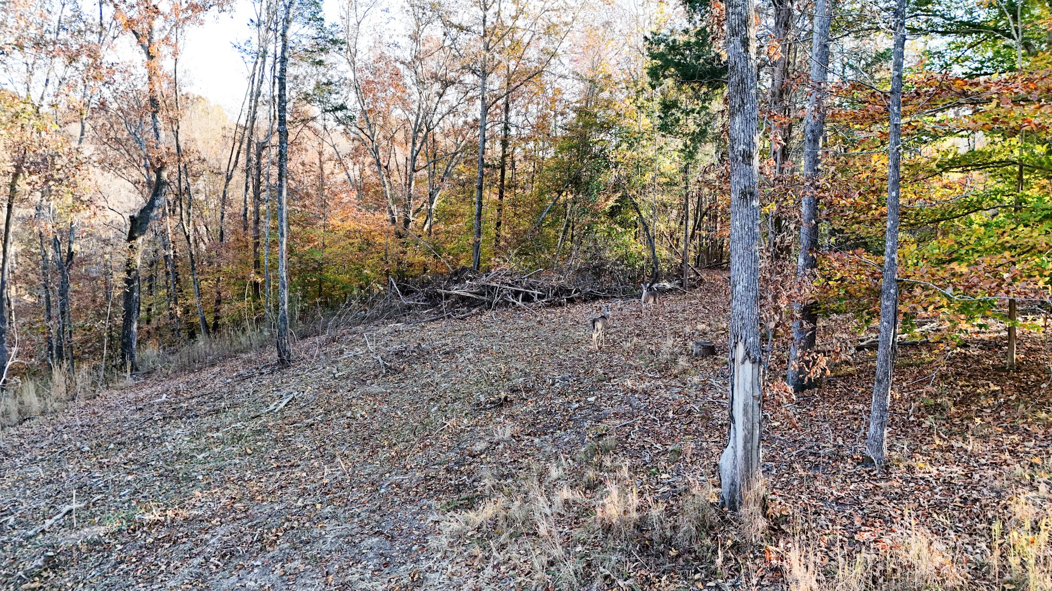 0 Chestnut Grove Road Pulaski, TN 38478 - Photo 24 of 37 a big yard with lots of green space