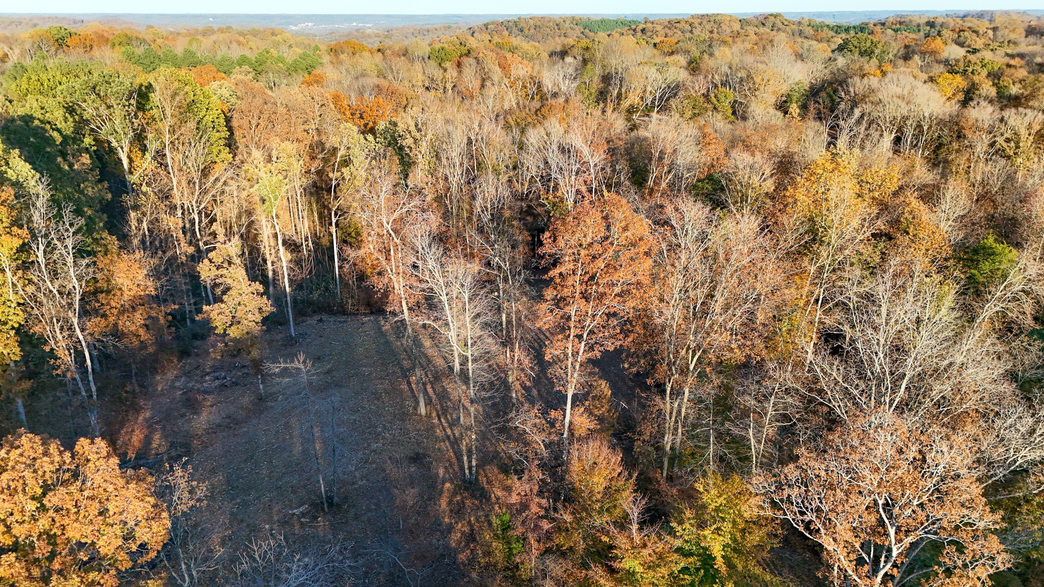 0 Chestnut Grove Road Pulaski, TN 38478 - Photo 26 of 37 a view of a forest with trees in the background