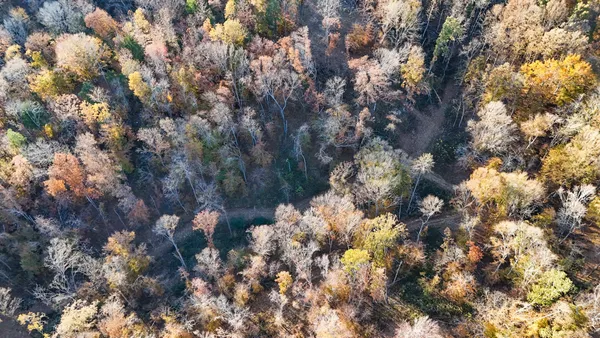 a view of a tree in a yard