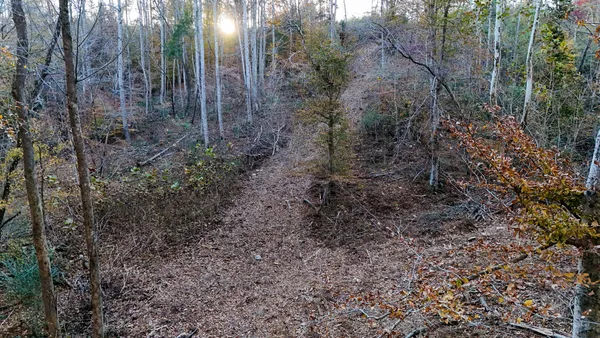a view of a yard with lots of bushes