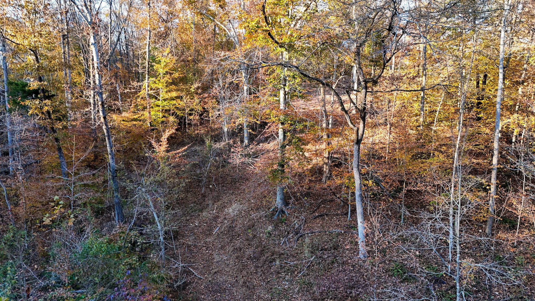 0 Chestnut Grove Road Pulaski, TN 38478 - Photo 33 of 37 a view of a forest with a tree