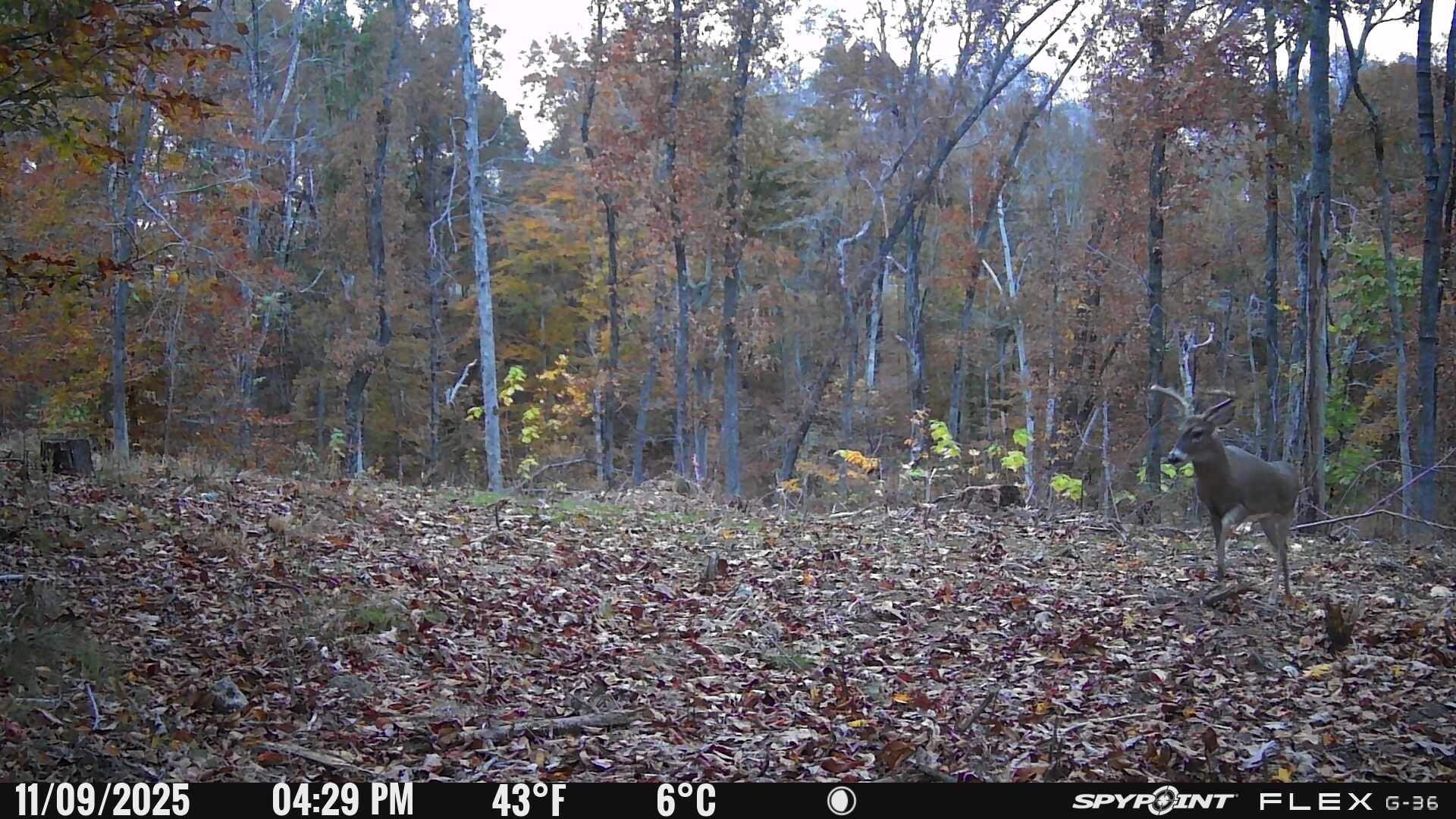 0 Chestnut Grove Road Pulaski, TN 38478 - Photo 36 of 37 a view of a yard with trees