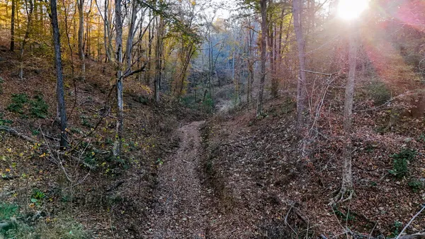 a view of a forest with a tree