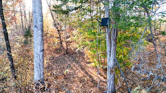 a close up of a plant in a garden
