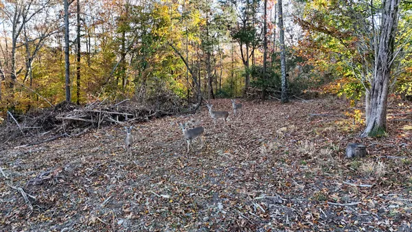 a view of a forest with trees