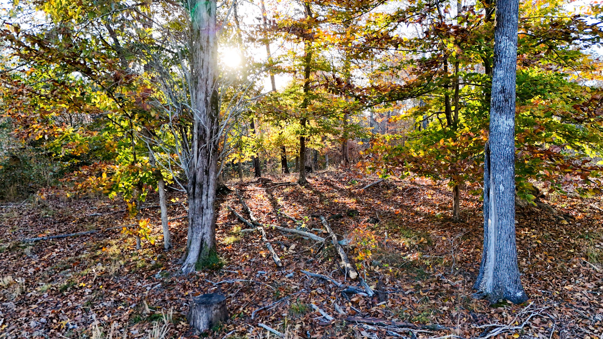0 Chestnut Grove Road Pulaski, TN 38478 - Photo 7 of 37 a view of a tree