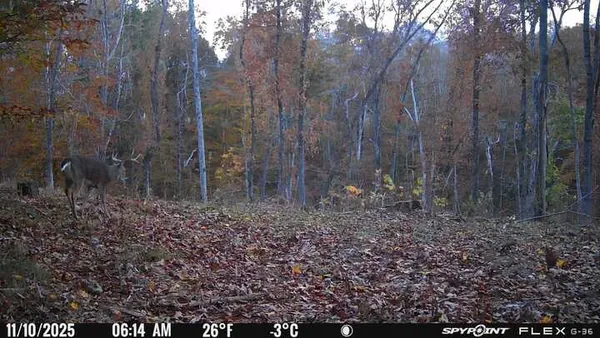 a view of a yard with trees