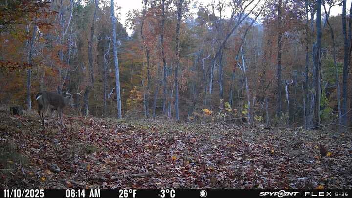 0 Chestnut Grove Road Pulaski, TN 38478 - Photo 8 of 37 a view of a yard with trees