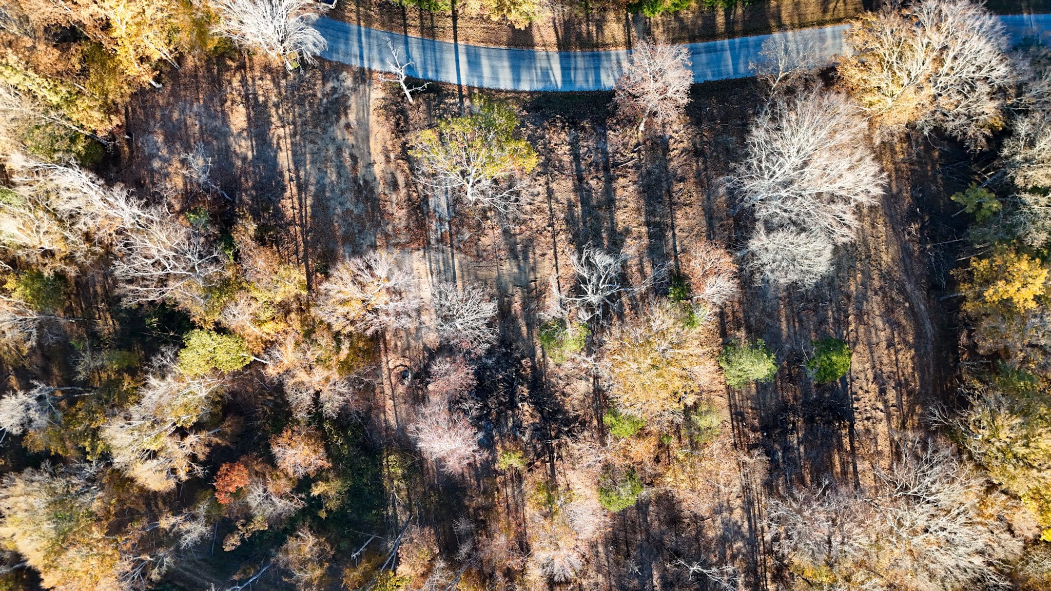 0 Chestnut Grove Road Pulaski, TN 38478 - Photo 9 of 37 a view of a buildings with a tree