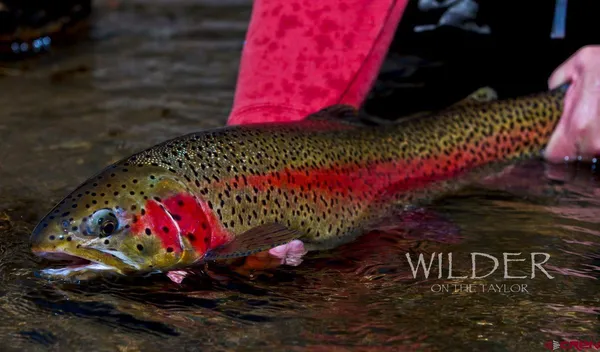 a view of a dry field
