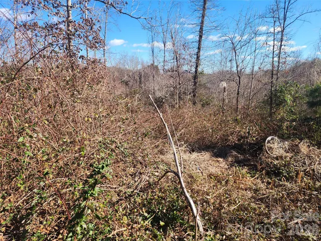 a view of a yard with large trees