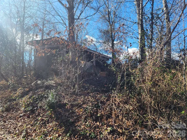 a view of a forest that has big tree