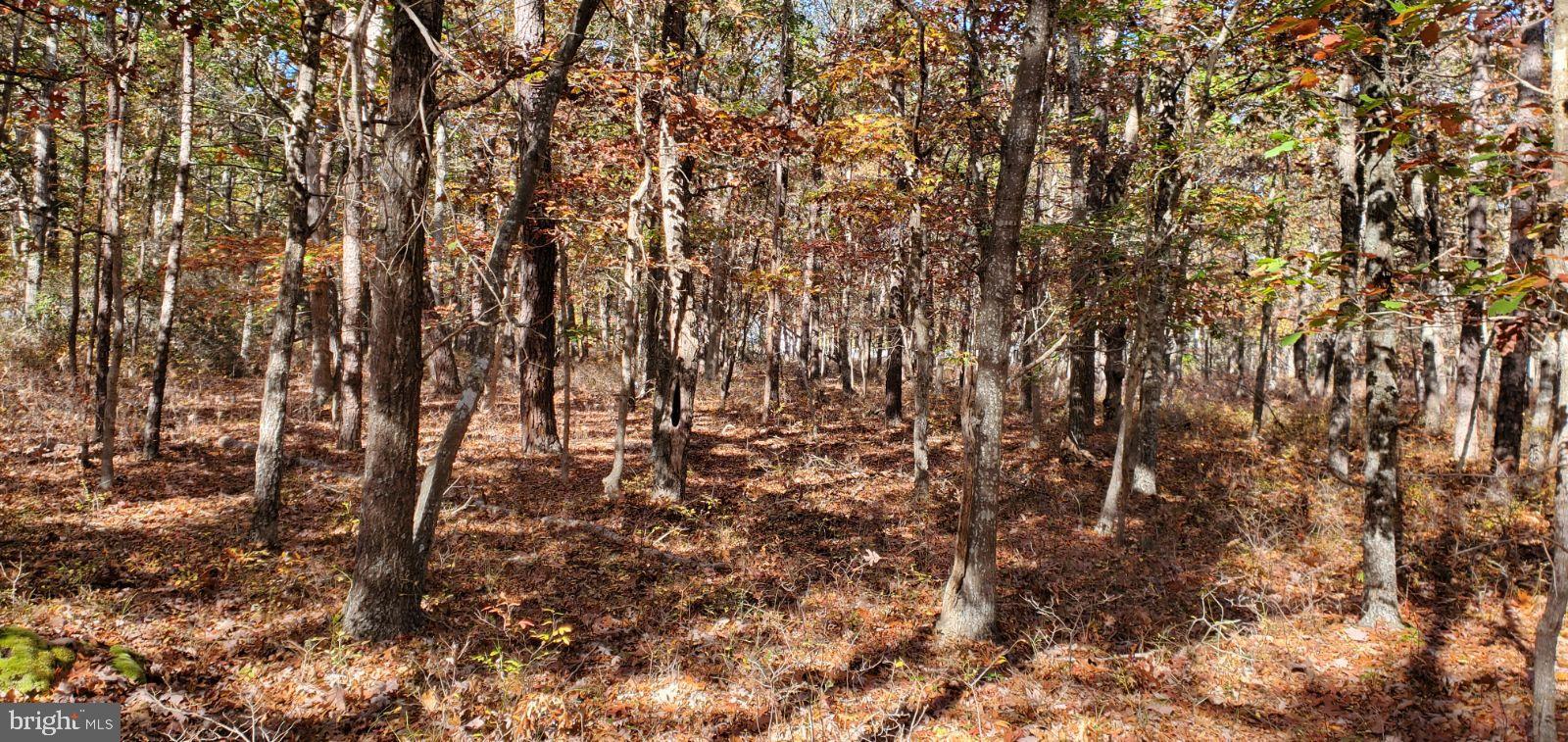 0 Stone Road West Creek, NJ 08092 - Photo 4 of 7