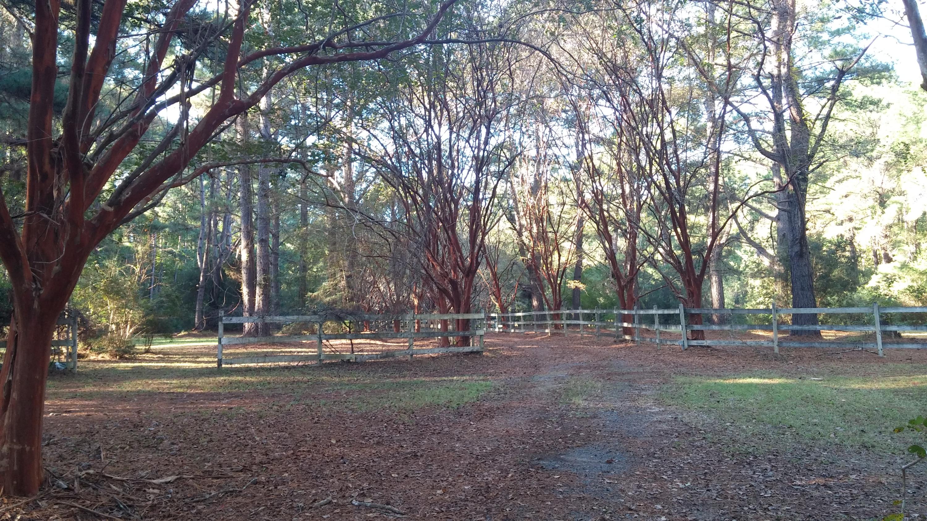 1924 Longcreek Road Wadmalaw Island, SC 29487 - Photo 48 of 64 LCdr&pasture2