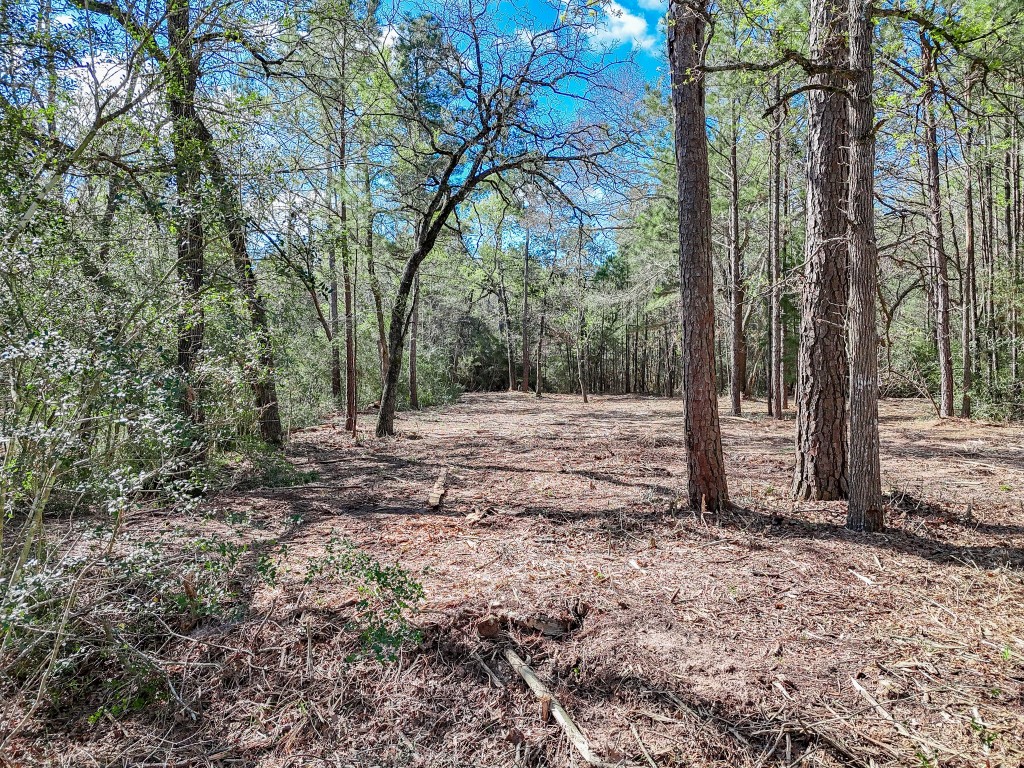 0 Nottingham Circle Hockley, TX 77447 - Photo 23 of 30 a view of a tree in the forest