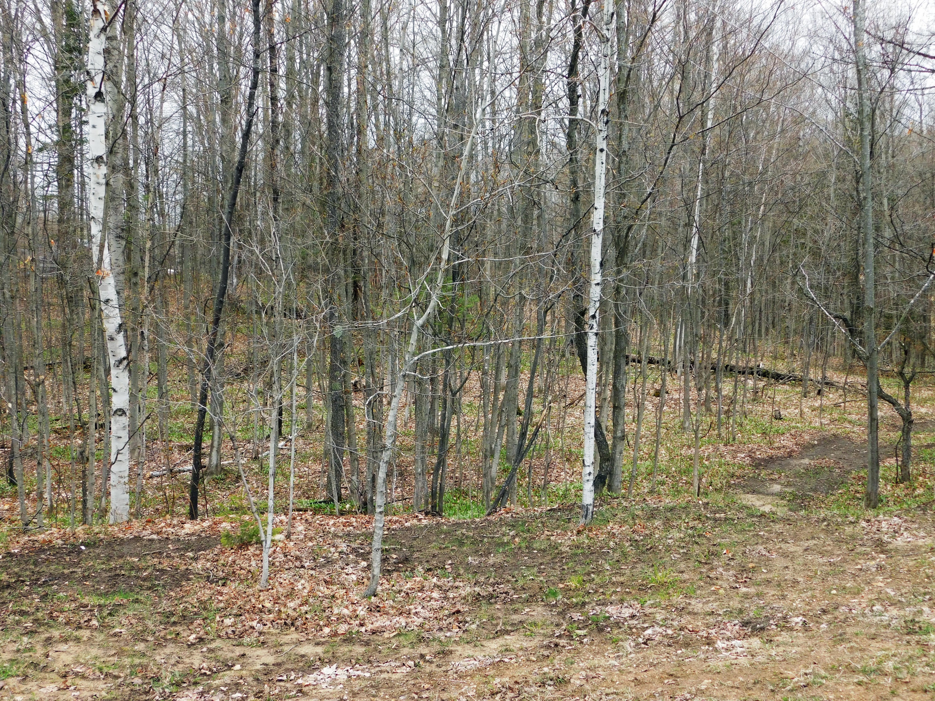 11587 Huffman Lake Road Vanderbilt, MI 49795 - Photo 11 of 17 Gallery Image 11