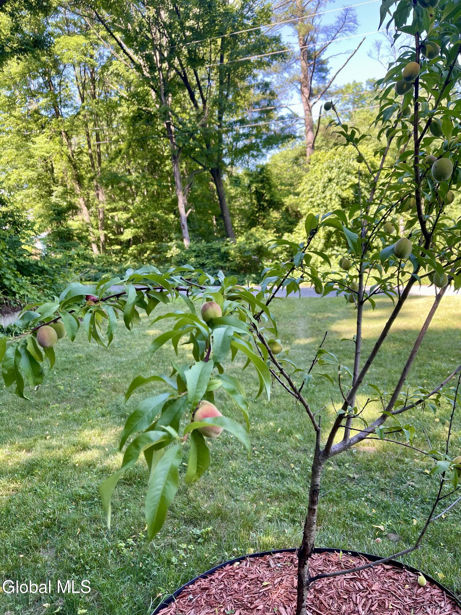 32 Twin Channels Road Queensbury, NY 12804 - Photo 22 of 27 Peach tree