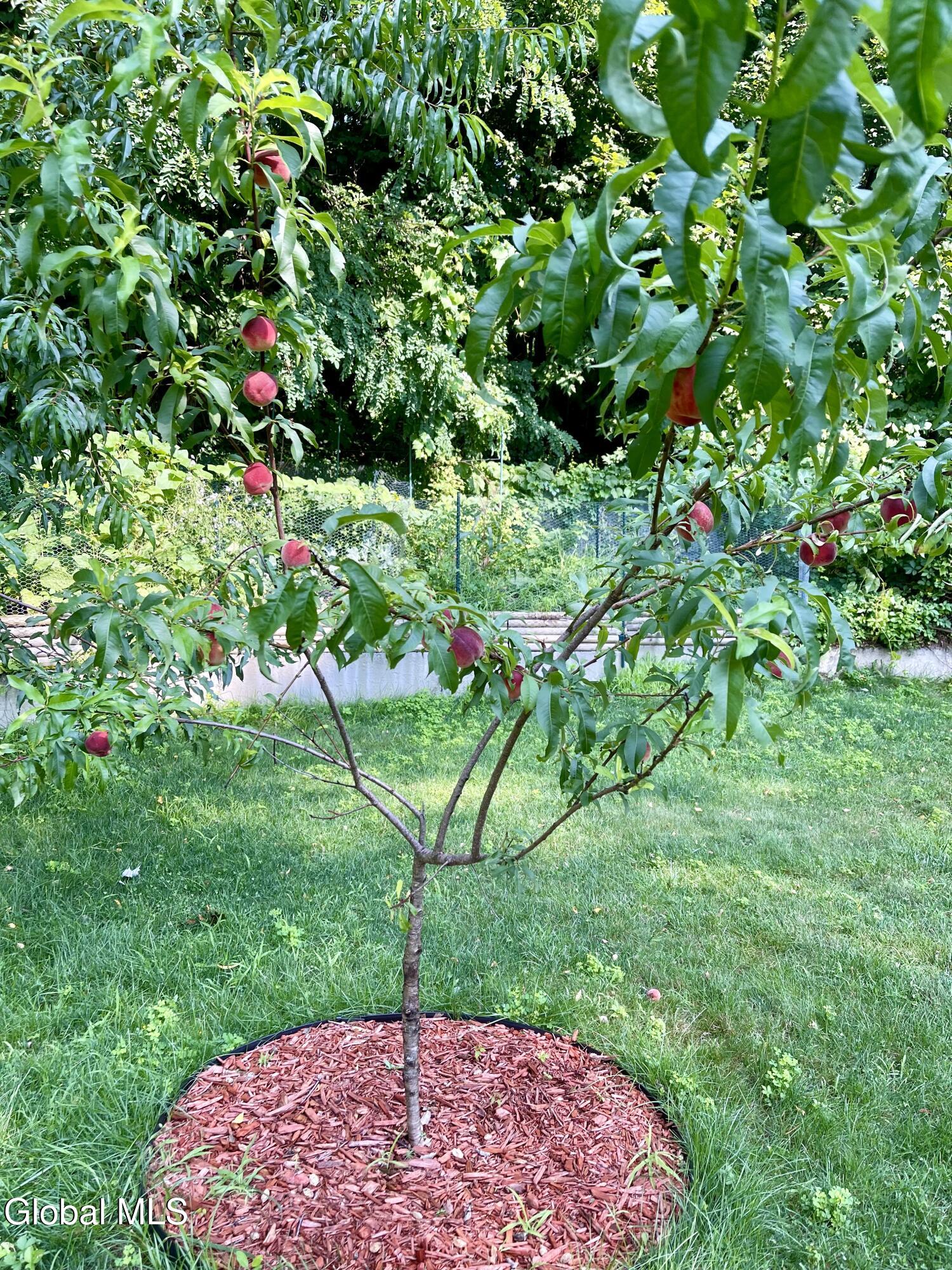 32 Twin Channels Road Queensbury, NY 12804 - Photo 23 of 27 Apple tree