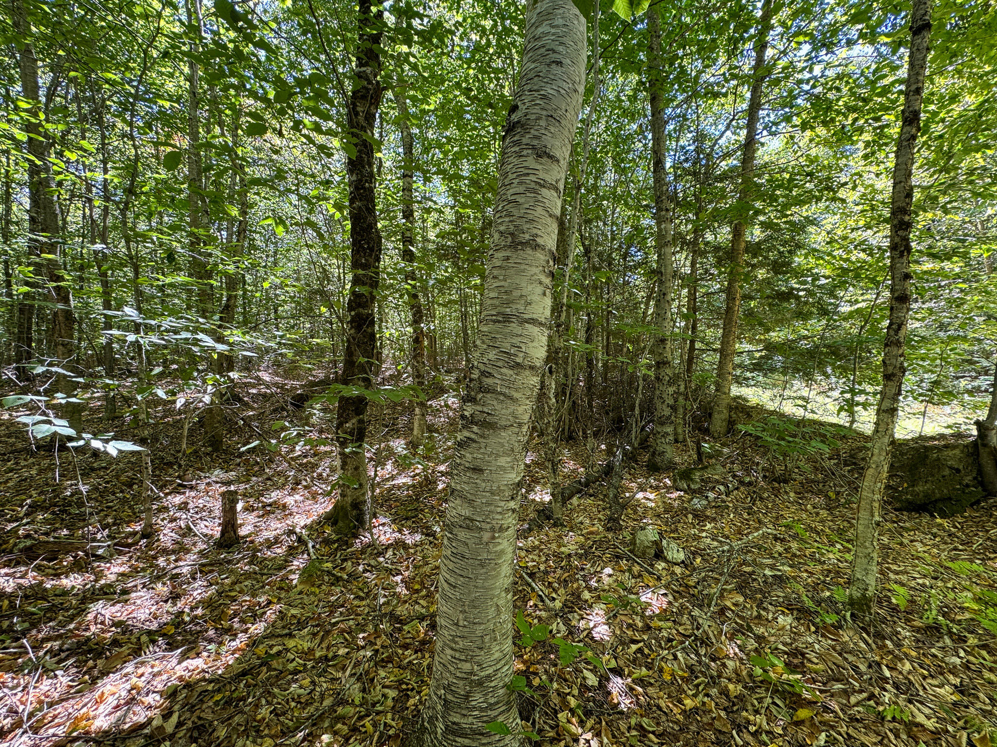 95 Branch Road Wells, ME 04090 - Photo 8 of 23 8