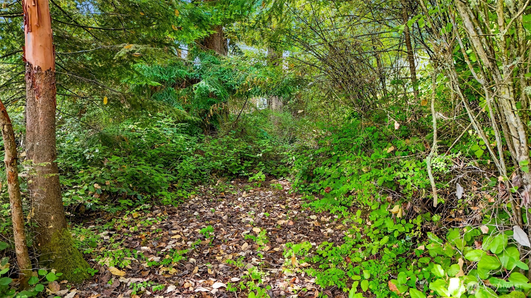 179 South Harrington Road Coupeville, WA 98239 - Photo 15 of 19 a view of a lush green forest