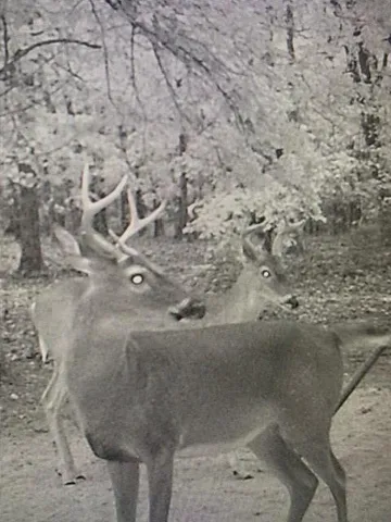 a view of trees in a yard