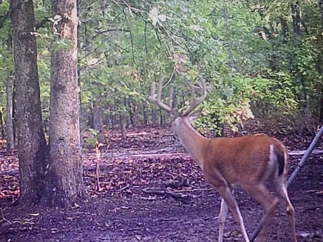 a view of a garden from a bench