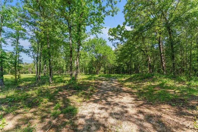 a view of a lush green forest