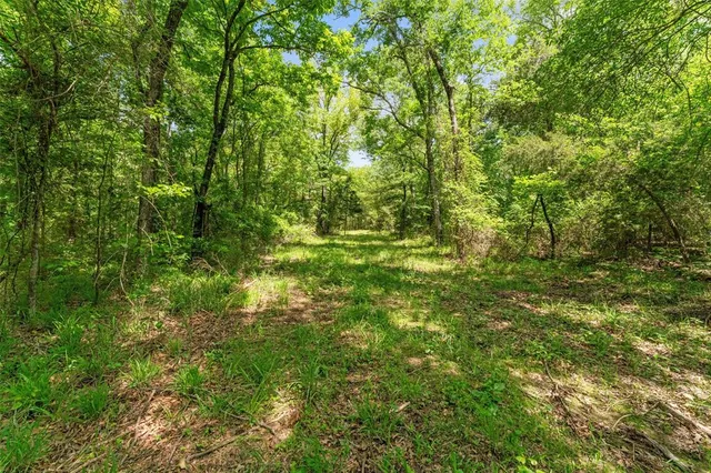 a view of a lush green forest