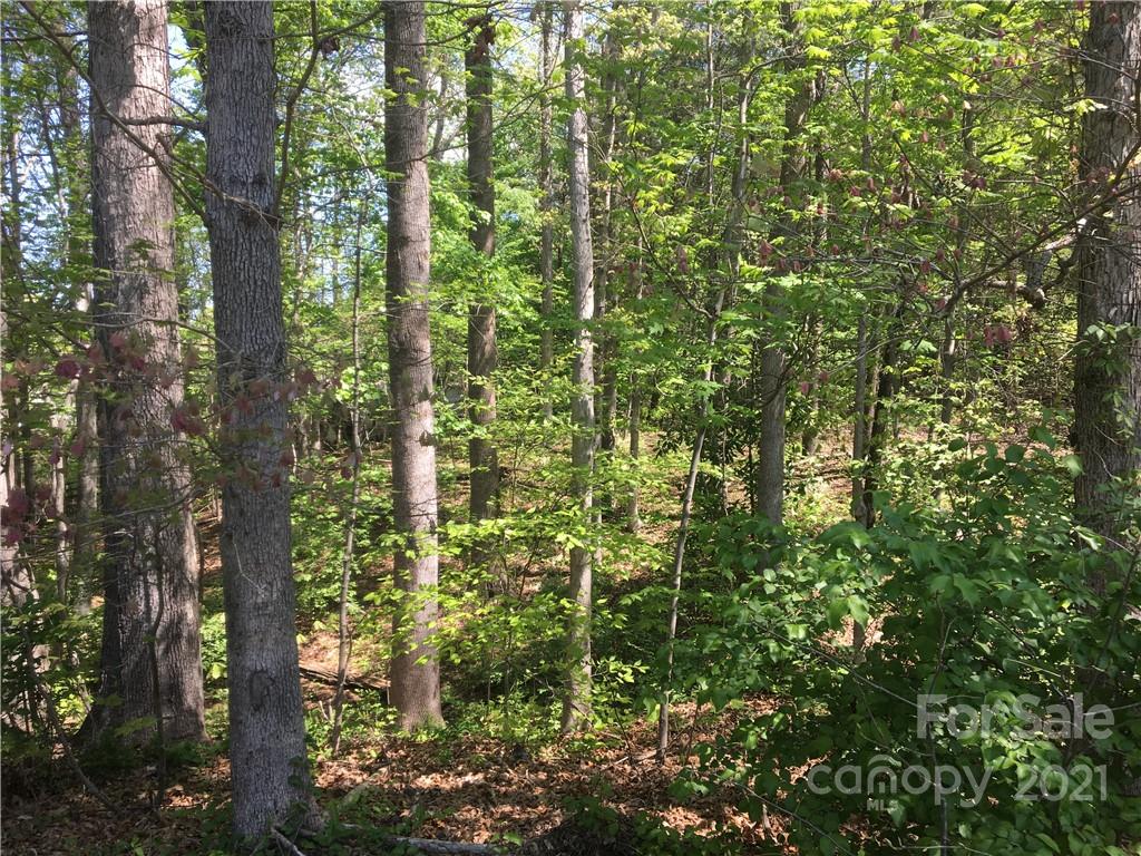 7250 Little Mountain Road Sherrills Ford, NC 28673 - Photo 6 of 16 a view of forest