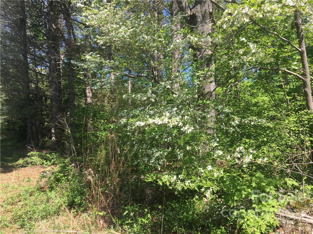 7250 Little Mountain Road Sherrills Ford, NC 28673 - Photo 7 of 16 a view of a lush green forest