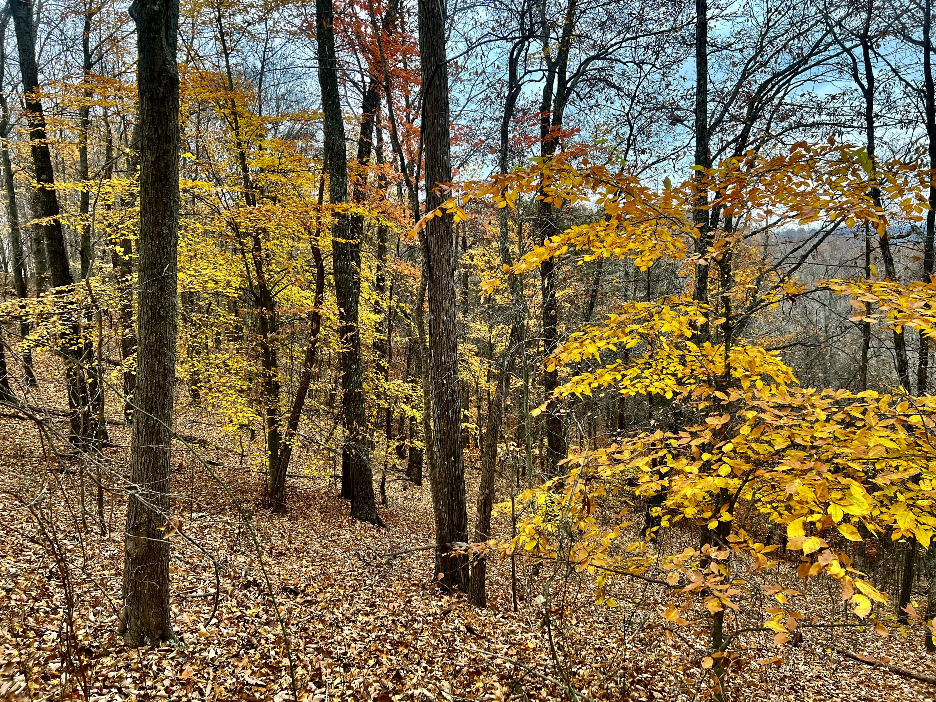 Off Off Poplar Grove Road Harrogate, TN 37752 - Photo 13 of 90 IMG_9727