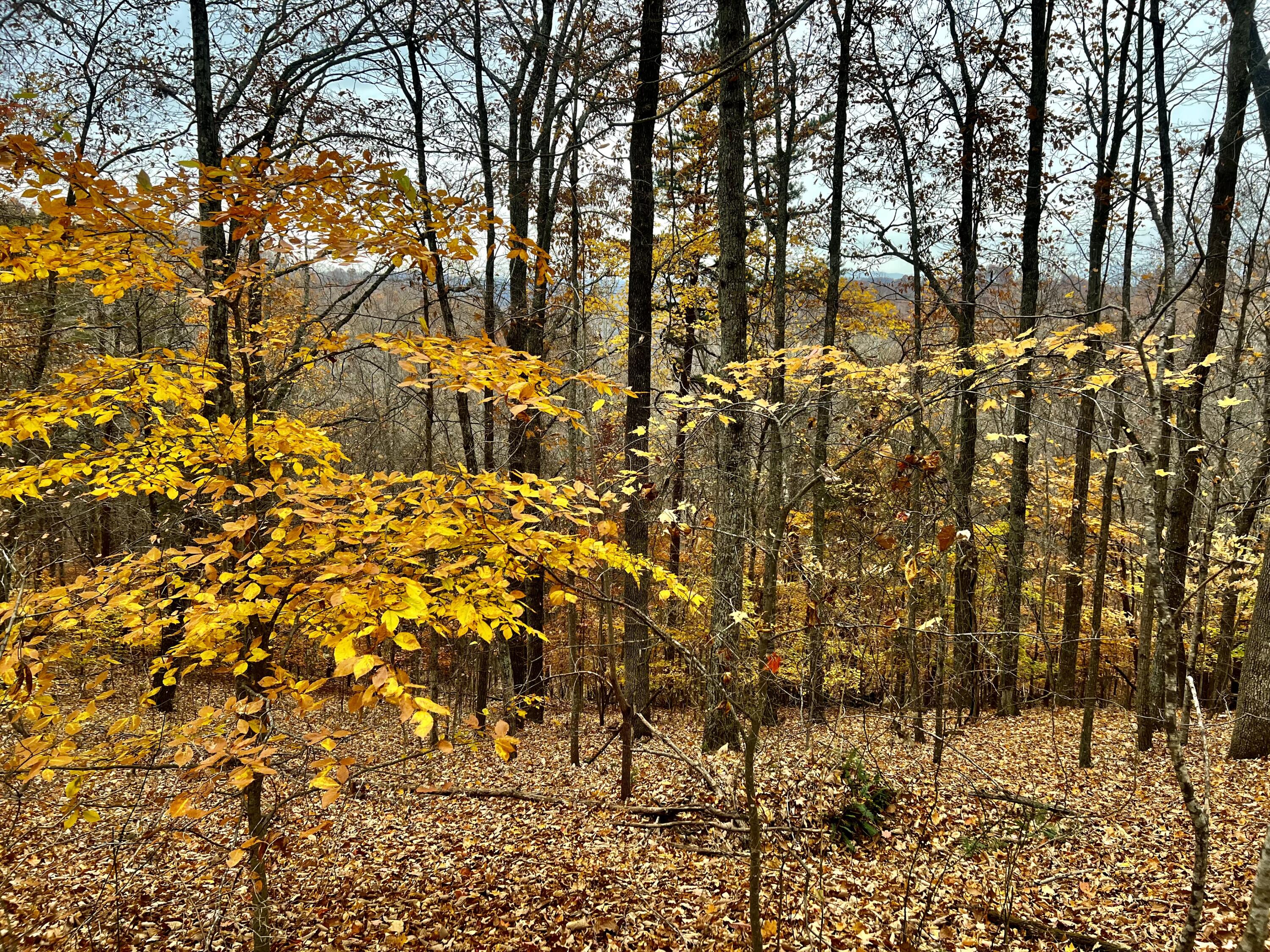 Off Off Poplar Grove Road Harrogate, TN 37752 - Photo 14 of 90 IMG_9728
