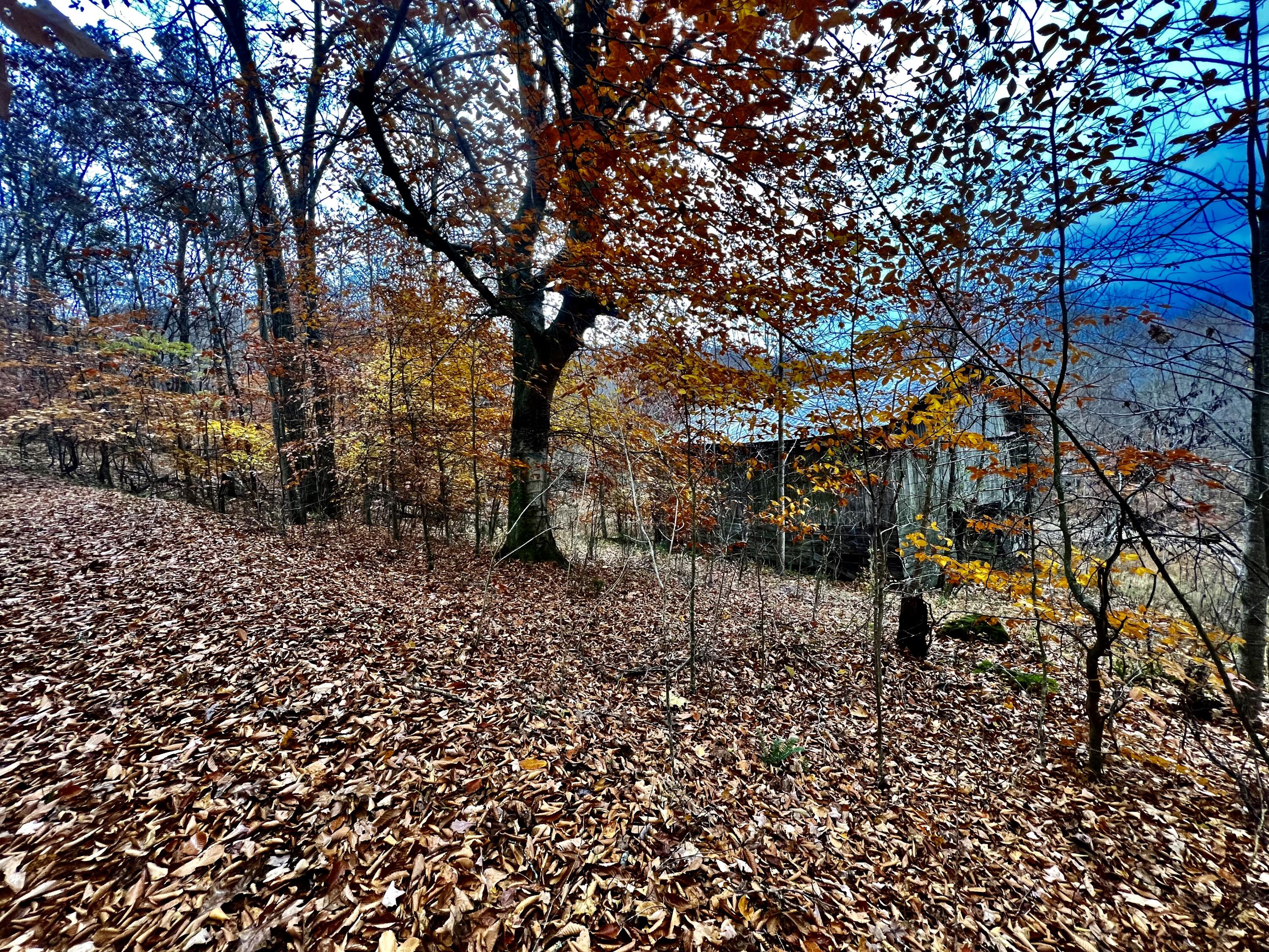 Off Off Poplar Grove Road Harrogate, TN 37752 - Photo 54 of 90 IMG_9774