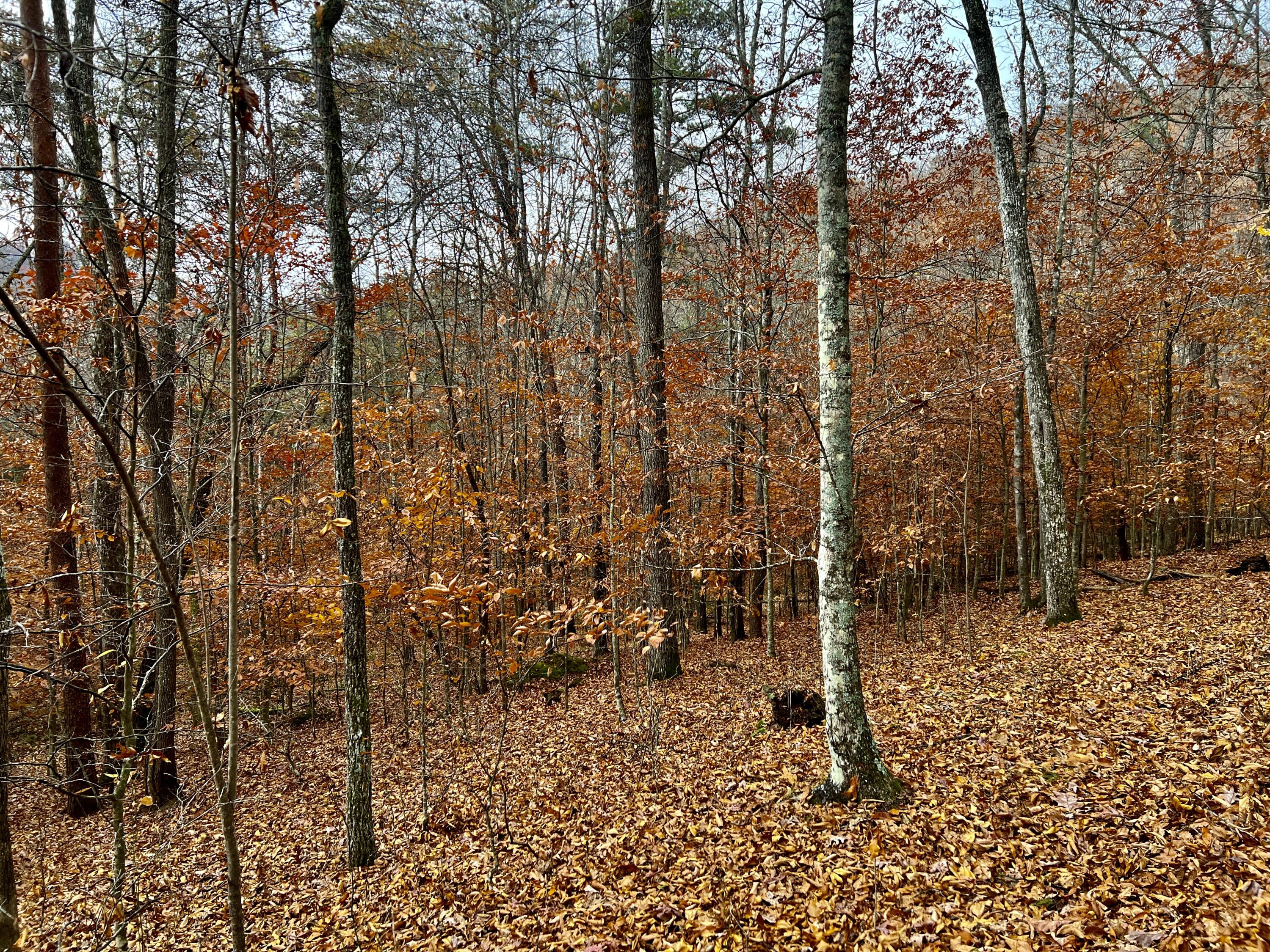 Off Off Poplar Grove Road Harrogate, TN 37752 - Photo 57 of 90 IMG_9777