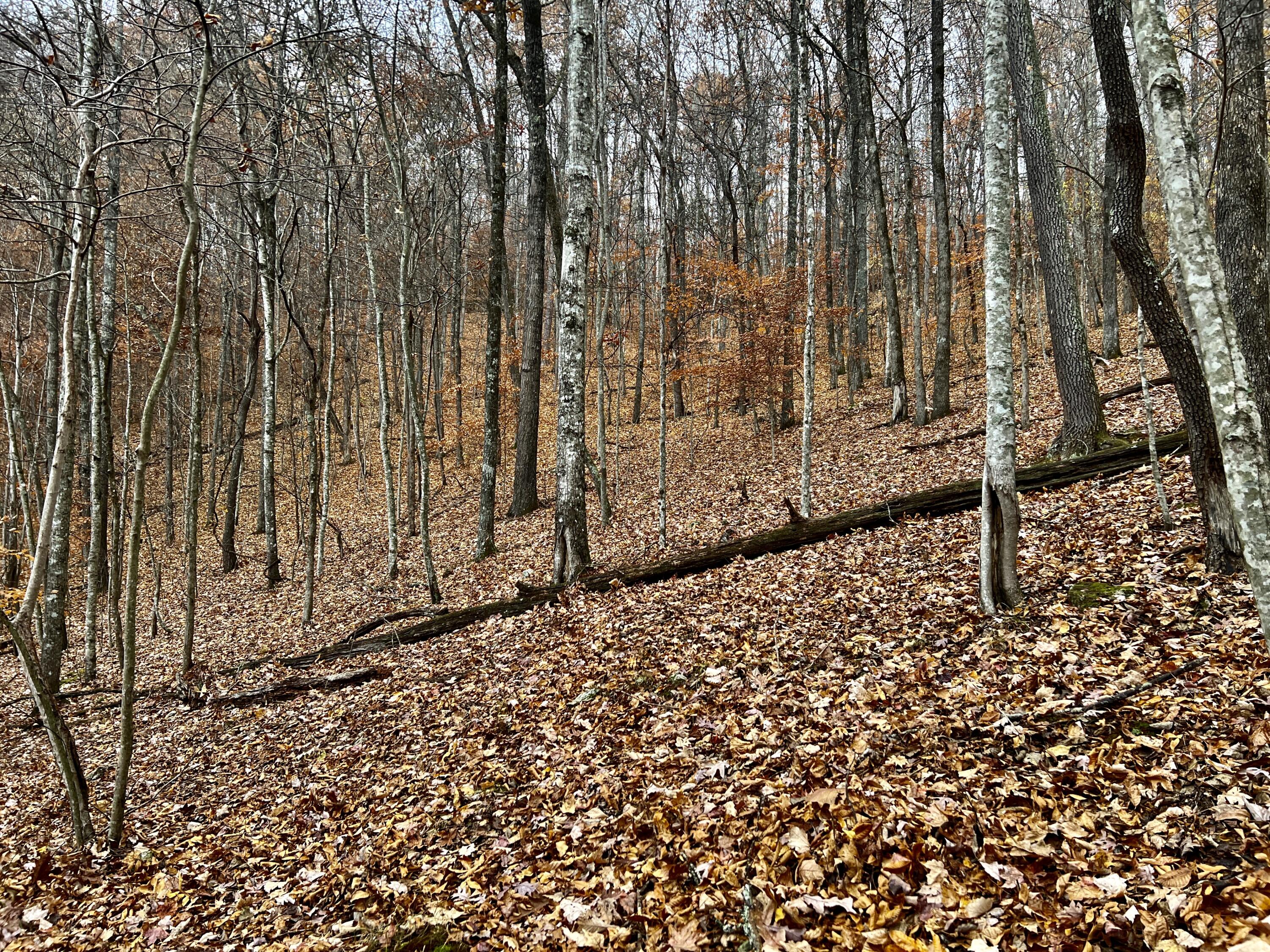 Off Off Poplar Grove Road Harrogate, TN 37752 - Photo 60 of 90 IMG_9780