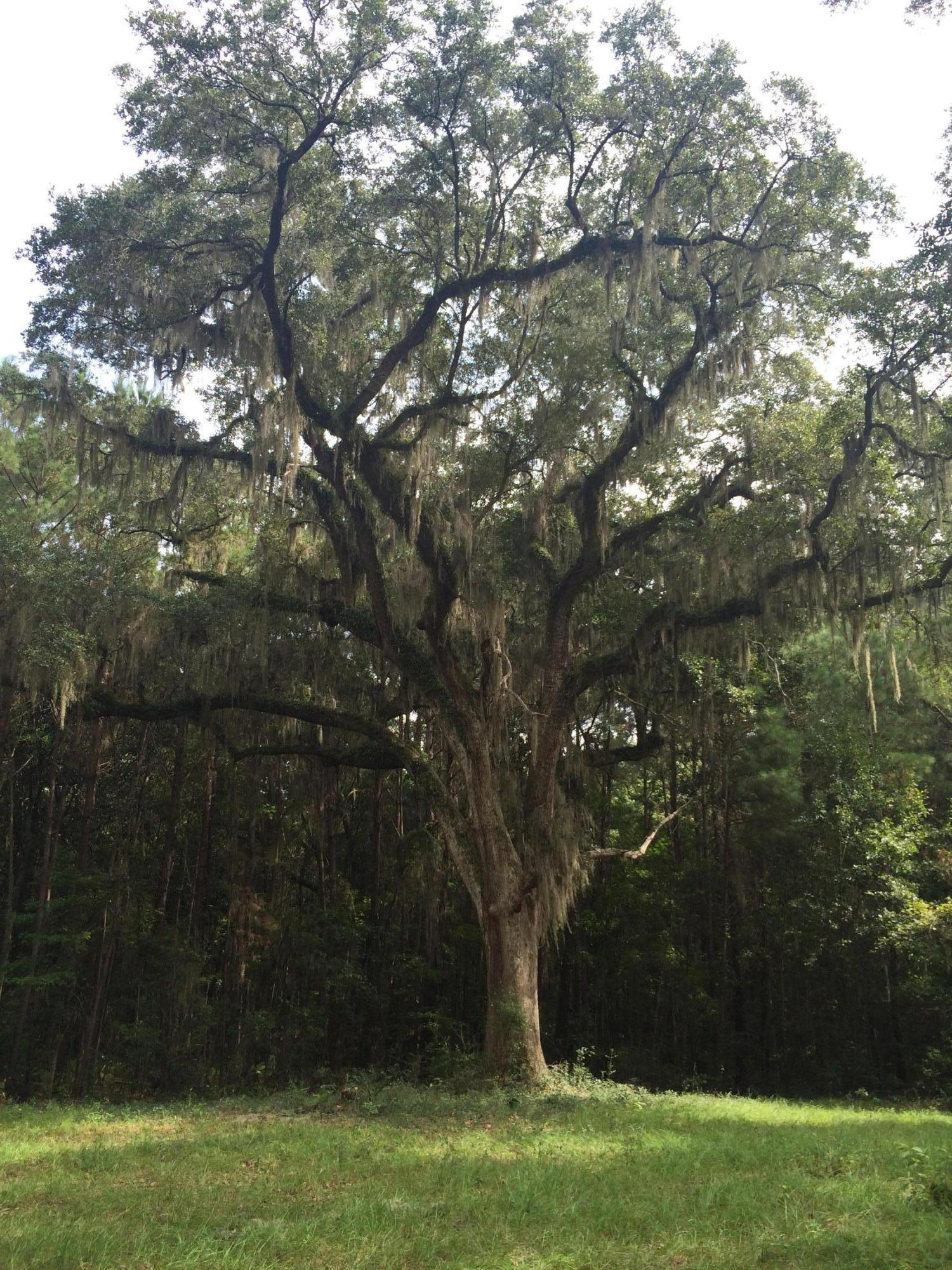 1963 Liberia Road Wadmalaw Island, SC 29487 - Photo 5 of 5 IMG_0490